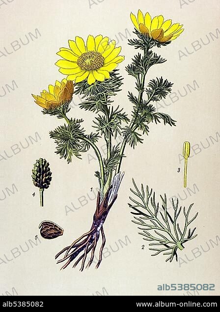 Historic illustration, Pheasant's Eye (Adonis vernalis), under nature conservation, poisonous plant, medicinal plant.