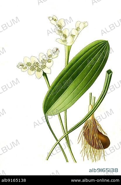 Aponogeton distachyum, Aponogeton distachyos, Cape Pond-Weed, waterblommetjie, Cape-pondweed, water hawthorn, vleikos. Biennial water pondweed, flower, plant, Historic, digitally restored reproduction of a 19th century original.