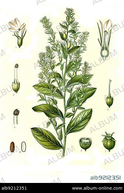 Medicinal plant, Indian tobacco (Lobelia inflata), also puke weed, plant species from the bellflower family, Historical, digitally restored reproduction from a 19th century original.
