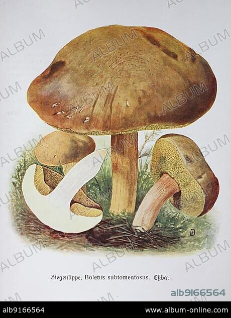 Mushroom, suede bolete (Xerocomus subtomentosus) or the Filzige Röhrling syn. Boletus subtomentosus, Historic, digitally restored reproduction of an illustration by Emil Doerstling (1859-1940).