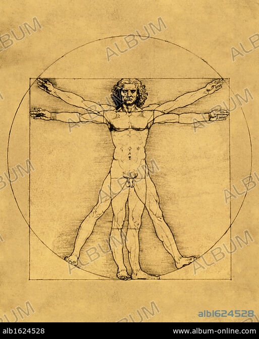 Art Anatomy Vitruvian Man Tapestry Proportions Of The Human Figure