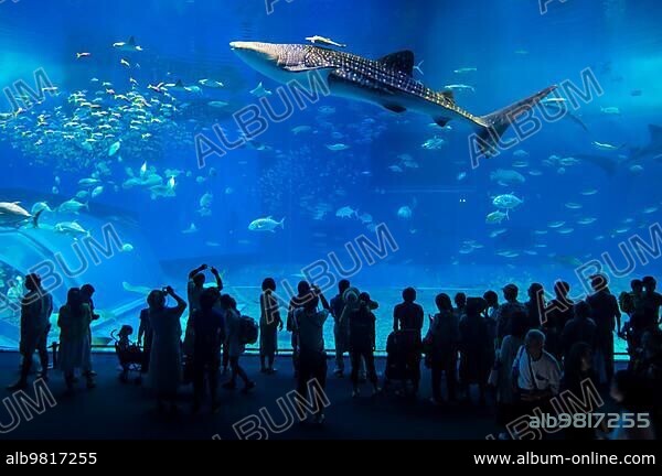 Whaleshark in the Churaumi Aquarium; Ocean Expo Park; Okinawa; Japan; Asia.