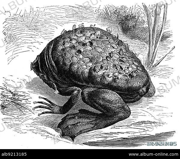 Reptiles, common surinam toad (Pipa pipa), is a South American frog of the tongueless family, Historical, digitally restored reproduction from a 19th century original.