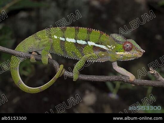 Panther chameleon (Furcifer pardalis), male, Ankarana East National Park, Northwest Madagascar, Madagascar, Africa.