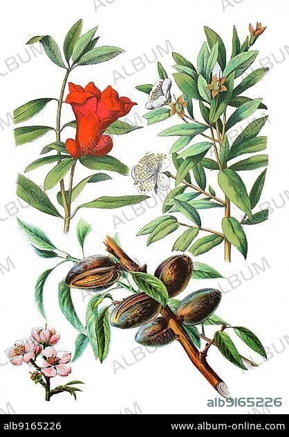 Pomegranate, Punica granatum (top left), Myrtle, also known as Common Myrtle, Myrtus communis (top right), Almond tree, Prunus dulcis (bottom), Historical, digitally restored reproduction of a 19th century original.