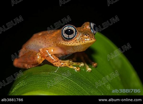 Tree climbing frog species (Boophis pyrrhus) sits on leaf, Andasibe National Park, Madagascar, Africa.