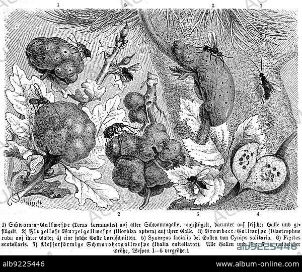 Insects, sponge gall wasp, Teras terminalis, 2. wingless root gall wasp, Biorhiza aptera, 3. blackberry gall wasp, Diastrophus rubi, 5. Synergus facialis, 7. knife-shaped parasitic gall wasp, Ibalia cultellator, Historical, digitally restored reproduction from a 19th century original.