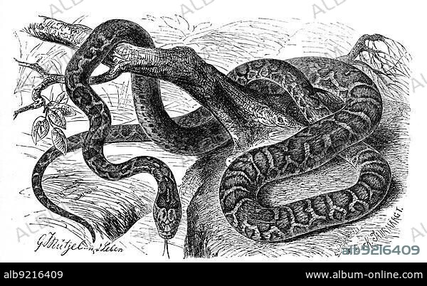 Reptiles, european ratsnake (Zamenis situla), syn. Elaphe situla is a snake from the family of vipers, Historical, digitally restored reproduction from a 19th century original.