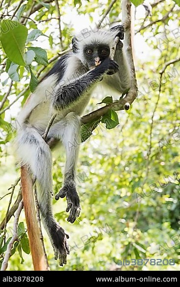 Zanzibar Red Colobus (Procolobus kirkii) sitting on a tree, endemic species, Jozani Chwaka Bay National Park, Unguja, Zanzibar Archipelago, Tanzania, Africa.
