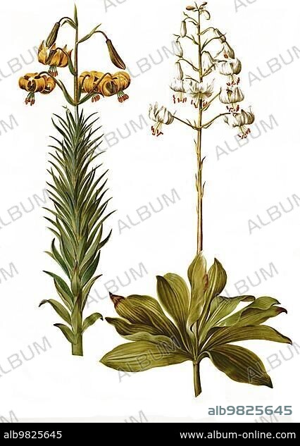 Pyrenean Lily (Lilium pyrenaicum) (Lilium martagon); Turk's Covenant; or Turk's Covenant Lily; Historic; digitally restored reproduction from a 19th century original.