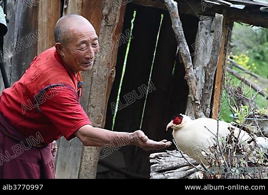 White Eared-phesant (Crossoptilon crossoptilon), adult, being fed by Tibetan monk at temple, Maerkang, Sichuan, China, Asia.