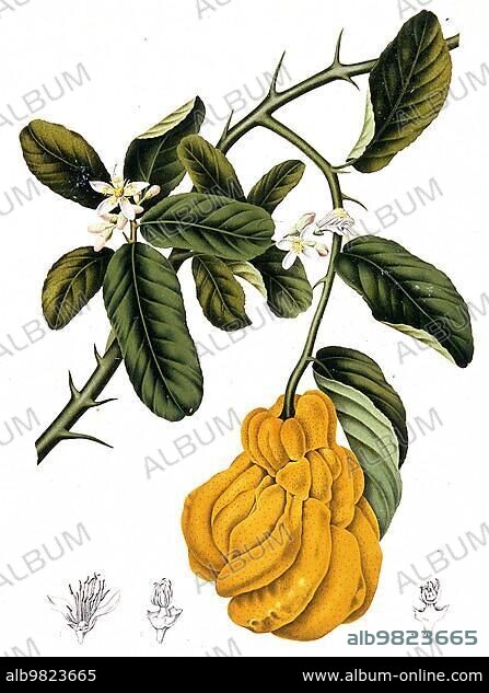 Or the fingered lemon; is an unusually shaped variety of lemon whose fruits are divided into finger-like sections resembling those on depictions of Buddha. It is called Buddha's hand (Citrus medica var. sarcodactylis); Historic; digitally enhanced reproduction of an original from the period.