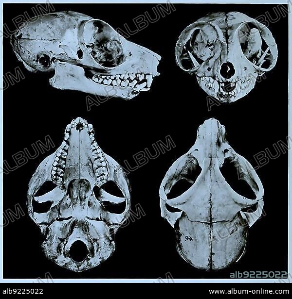 Skull bone, Research, Evolution, Research piece, Galago, Galago alleni, Primate family from the group of the wet-nosed monkeys, Historic, digitally restored reproduction of an original from the 19th century, exact original date not known.