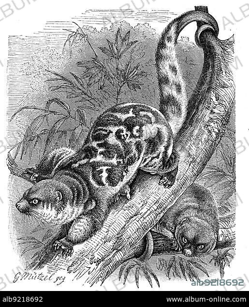 Actual spotted cuscus, Spilocuscus maculatus, a stout marsupial of the climbing boot family, Historic, digitally restored reproduction from an 18th century original.