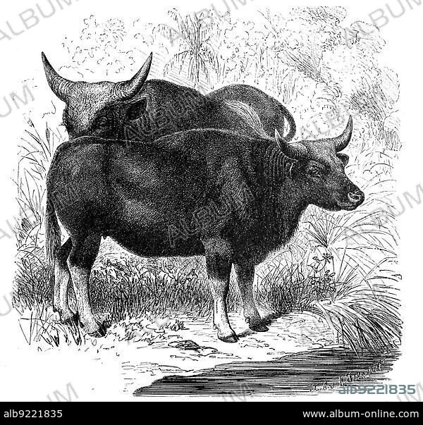 The gaur (Bos gaurus), common in South and Southeast Asia, is the largest living representative of the cattle. It has been domesticated by humans in the form of the gaal, cow, Historic, digitally restored reproduction from an 18th century original.