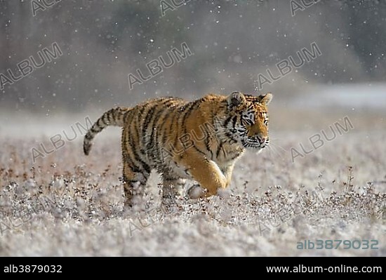 Siberian tiger (Panthera tigris altaica), captive, running across a meadow during heavy snowfall, Moravia, Czech Republic, Europe.