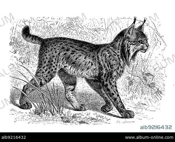 Pardelluchs, also called Iberian Lynx (Lynx pardinus), is an extremely rare lynx with habitats in Spain and Portugal, digitally restored reproduction of a 19th century original, exact original date not known.