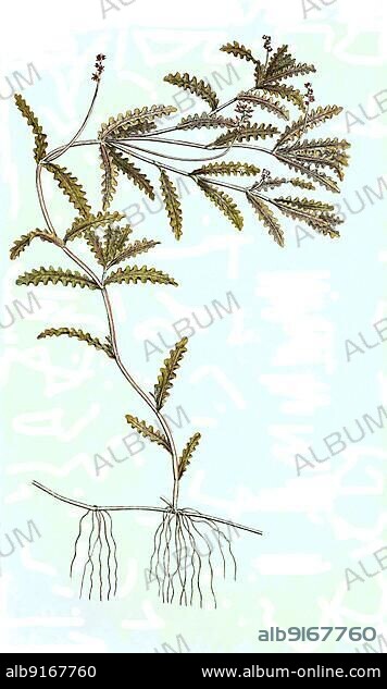 Curly Pondweed (Potamogeton) crispus, Historic, digitally restored reproduction of a 19th century original.