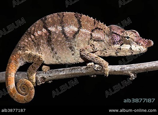 Rhino chameleon (Furcifer rhinoceratus), female, Ankarafantsika National Park, Boeny, Madagascar, Africa.