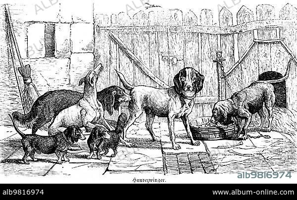 Dog kennel; different dog breeds; bowl; dog house; broom; wooden fence; Hubertus hunt; hunting scene; Germany; historical illustration around 1860; Europe.