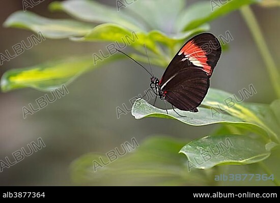Postman Butterfly (Heliconius melpomene), native to Brazil, butterfly house, Forgaria nel Friuli, Italy, Europe.