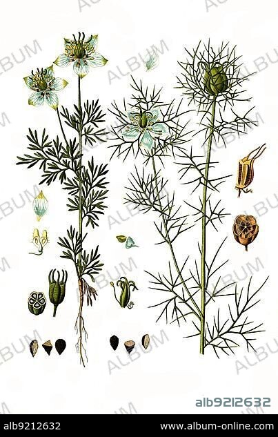 Medicinal plant, Black cumin (Nigella sativa), and love-in-a-mist (Nigella damascena) is an annual plant of the buttercup family, Historic, digitally restored reproduction from an 18th century original.