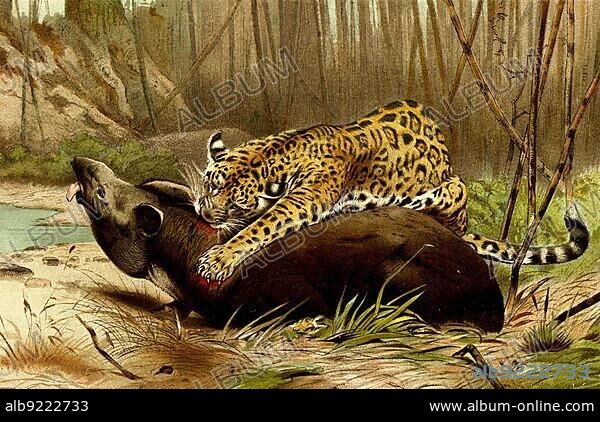 Jaguar (Panthera onca), a species of the cat family common in Central and South America, digitally restored reproduction of a 19th century original, exact original date unknown.