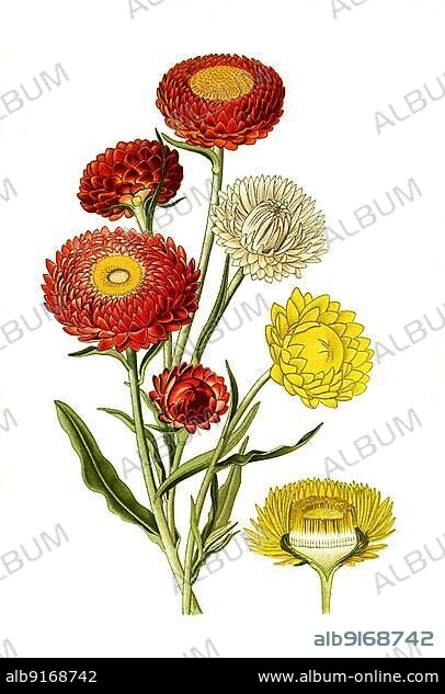 Golden everlasting (Helichrysum bracteatum), Immortelles, golden everlasting or strawflower. Garden immortelle, flower, plant, Historic, digitally restored reproduction of a 19th century original.