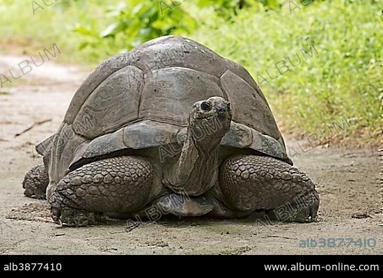 Curious Aldabra Giant Tortoise (Aldabrachelys gigantea) about Bird Island, Seychelles, Indian Ocean, Africa.