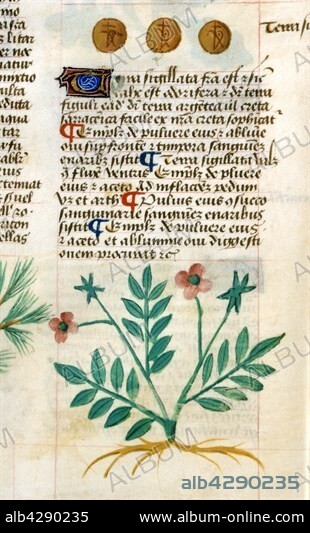 French school. Tractatus De Herbis Manuscript (Medieval herbal illustrations), by Pedanius Dioscoride. The properties of tartaro (fine white rock, referred to as tufa) and tamarind (tree). Detail.. Folio 134, back. Biblioteca Estense, Modena.