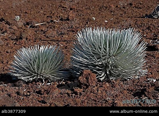 Silversword (Argyroxiphium sandwicense) plants growing in the Haleakala crater, Maui, Hawaii, United States, North America.