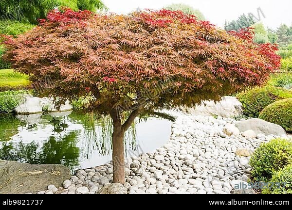 Japanese maple (acer palmatum dissectum)tree in a japanese garden.