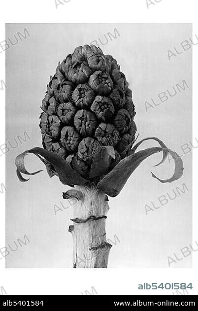 Historical photograph, Butterbur (Petasites hybridus), Karl Blossfeldt, Urformen der Kunst, The original art.