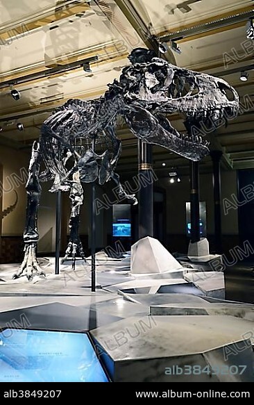 The far best preserved skeleton of Tyrannosaurus rex or T. rex, Tristan Otto, Naturkundemuseum, Natural history museum, Berlin, Germany, Europe.