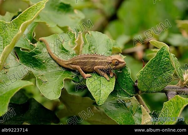 Rough Chameleon or Rudis Chameleon (Chamaeleo rudis), at the foot of the Gahinga volcano, Volcanoes National Park, Parc National des Volcans near the village of Kinigi, Rwanda, Africa.