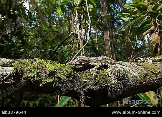Mossy leaf-tailed gecko (Uroplatus sikorae), male on mossy tree trunk, rainforest, Andasibe National Park, Madagascar, Africa.