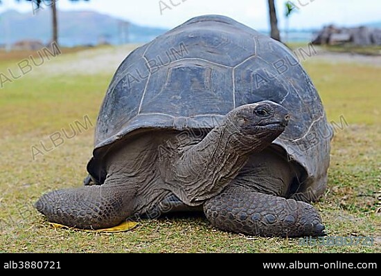 Aldabra giant tortoise (Geochelone gigantea), endemic, Curieuse island, Seychelles, Africa.