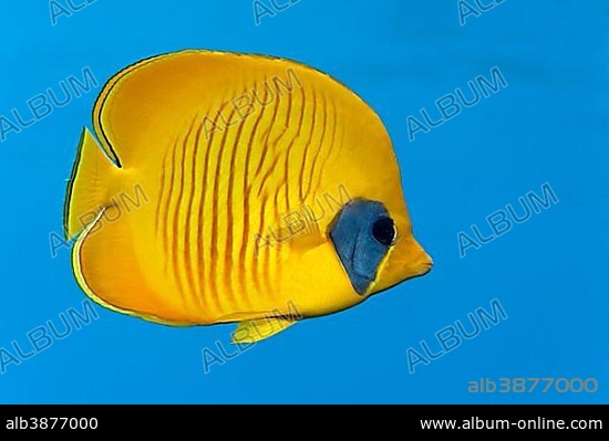 Bluecheek Butterflyfish (Chaetodon semilarvatus), endemic species, Red Sea, Egypt, Africa.