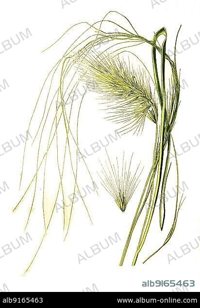 Pennisetum longistylum, Feather Grass (Stipa pennata), European feather grass, Orphan maidenhair. True feather grass, Grey sheath feather grass, Flunkerbart, Flower, Plant, Historic, digitally restored reproduction of a 19th century original.