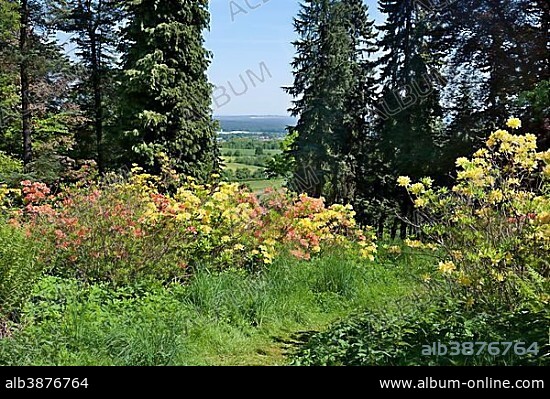 Path through flowering rhododendron, Hutberg, the town of Kamenz at the back, Saxony, Germany, Europe.