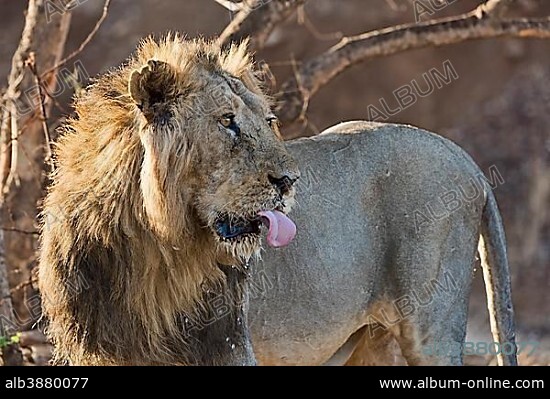 Asiatic lion (Panthera leo persica) with outstretched tongue, Gir Forest National Park, Gujarat, India, Asia.