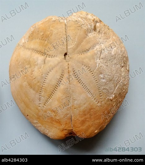 Spatangus purpureus, a genus of heart urchins in the Spatangidae family. European Waters. Dated 1776.