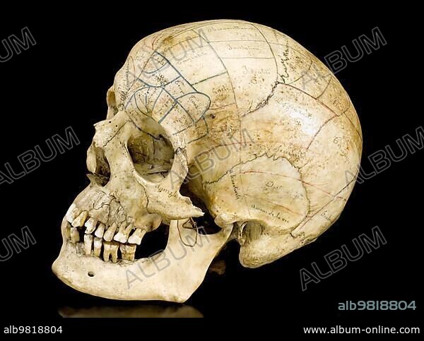 Skeleton with phrenological skull; Europe; 1801-1900. In the 1800s; phrenology became popular among a large number of people. Phrenologists believed that the shape and size of the different brain regions determined personality. There was also disagreement among phrenologists; as this skull shows. One half of the head shows the system of Franz Joseph Gall (1758 -1828); a German physician and founder of phrenology; the other half shows the system of his.