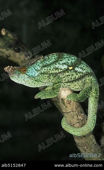 Parson's Chameleon (Calumma parsonii), male climbing on branch, Madagascar, Africa.