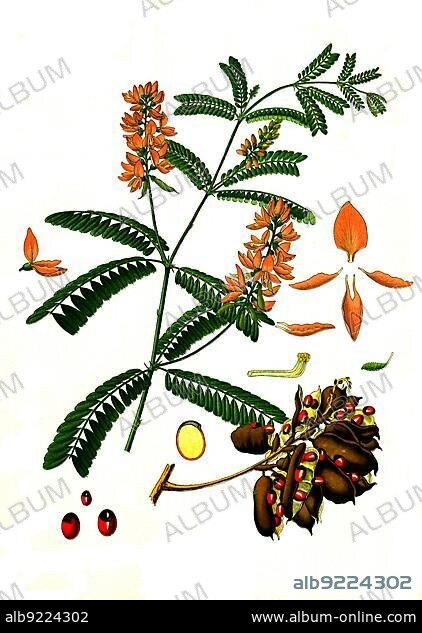 Medicinal plant, jequirity, also called paternoster bean or crab's eye (Abrus precatorius) vine, is a poisonous plant of the legume family, Historic, digitally restored reproduction from a 19th century original.