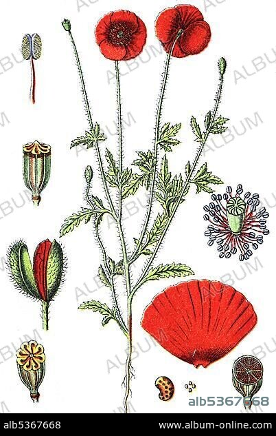 Corn poppy, corn rose (Papaver rhoeas), medicinal and useful plants, chromolithography, 1880.