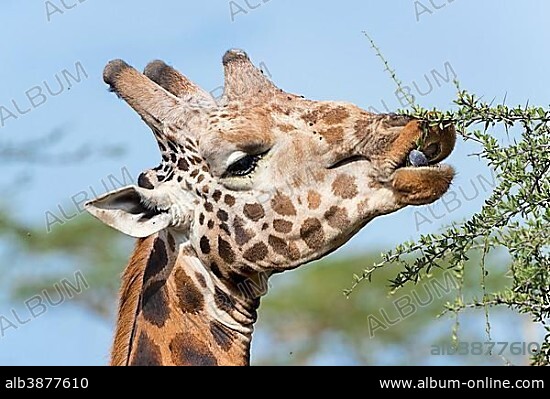 Rothschild's Giraffe (Giraffa camelopardalis rothschildi), portrait, feeding on an acacia tree, Lake Nakuru National Park, Kenya, Africa.