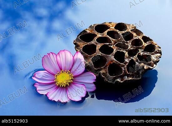 Mexican aster (Cosmos bipinnatus) blossom, Indian lotus flower (Nelumbo nucifera), fruit, cosmetic, cosmetic, Indian Lotuslotus, lotus.
