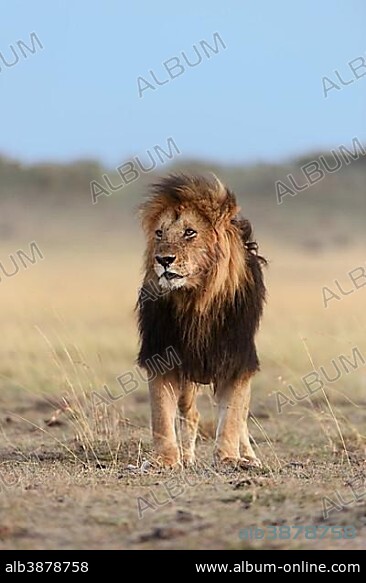 Male lion (Panthera leo) with a dark mane, black maned lion, Maasai Mara National Reserve, Narok County, Kenya, Africa.