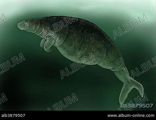 Steller's Sea Cow (Hydrodamalis gigas), extinct species, illustration.